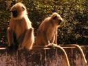 More of those great monkeys!
